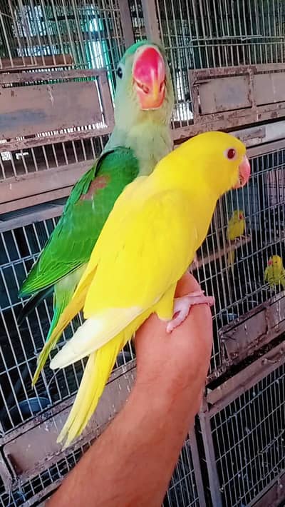 YELLOW AND RAW/03152248124