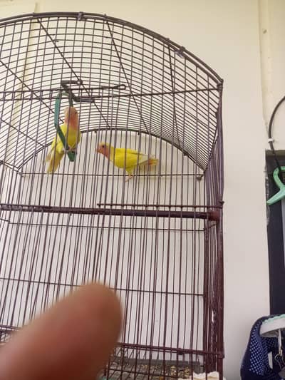 lutino lovebird pair
