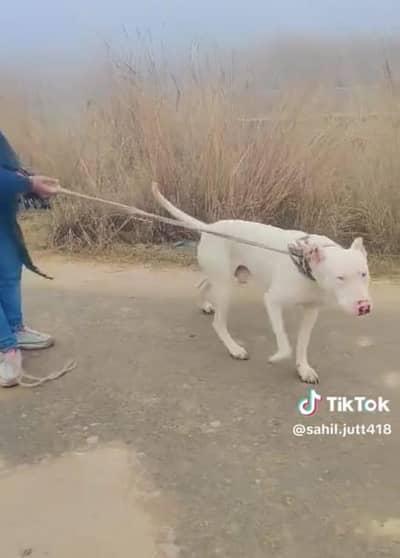 Healthy & Legal Bully Dog for Sale