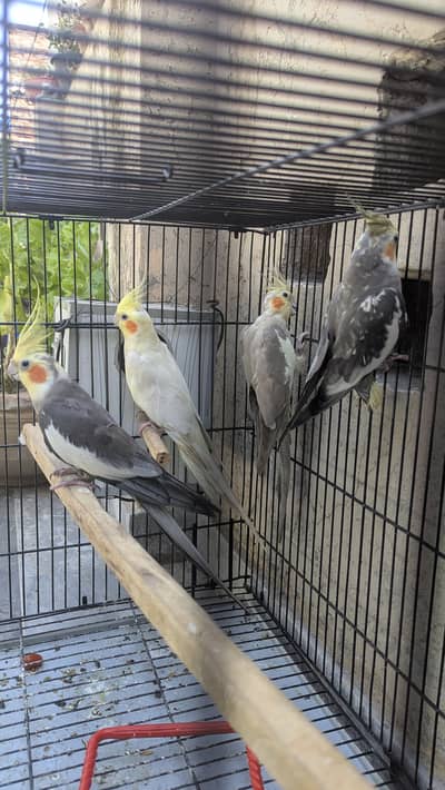 breeder pairs. 1 clutch done.