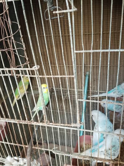 Budgie breader pair sell