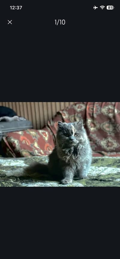 Grey persian cat