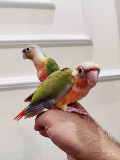 Pineapple and green cheek conure chicks