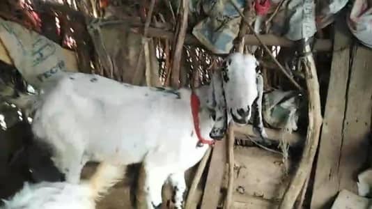 Goat for sale urgent