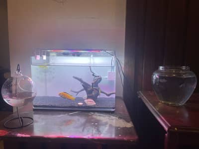 Aquarium complete setup/ready to use