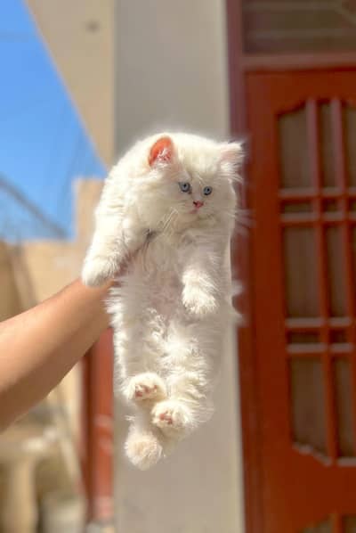 blue eyes male female  kitten available for sale