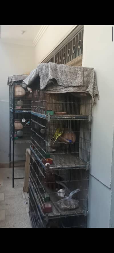 8 Portion Folding Cage