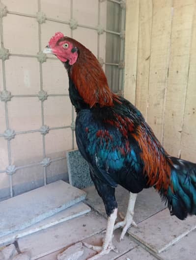 Aseel lakha patha available