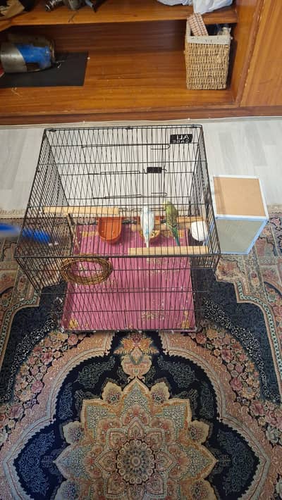 budgies pair with full setup available