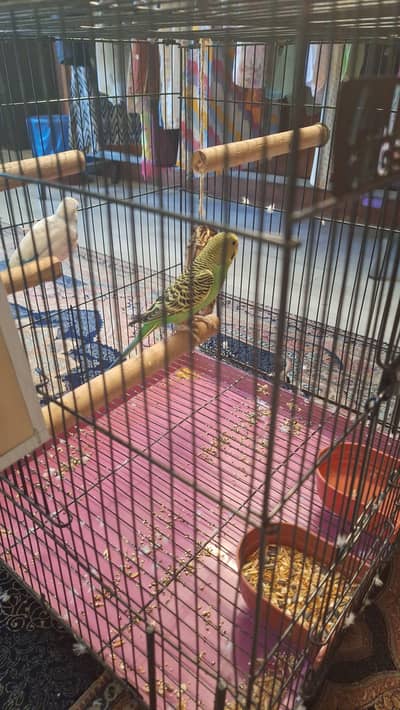 budgies pair with full setup available