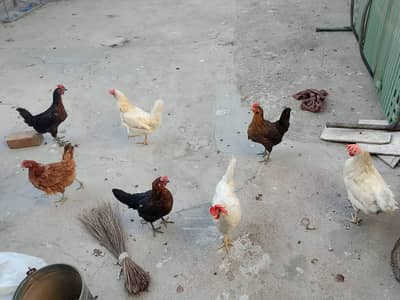 Desi Hens available