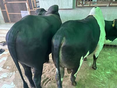 Bachra Sahiwal 4 dant wazn 7 maan | Sheikhwan  2 dant wazn 6 maan