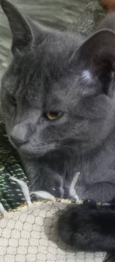 gray cat kiten