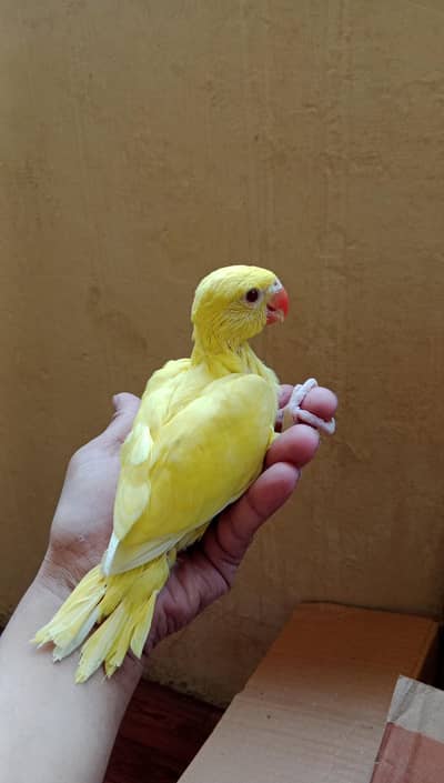 Yellow & Blue Ringneck Chicks