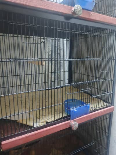 Birds cage