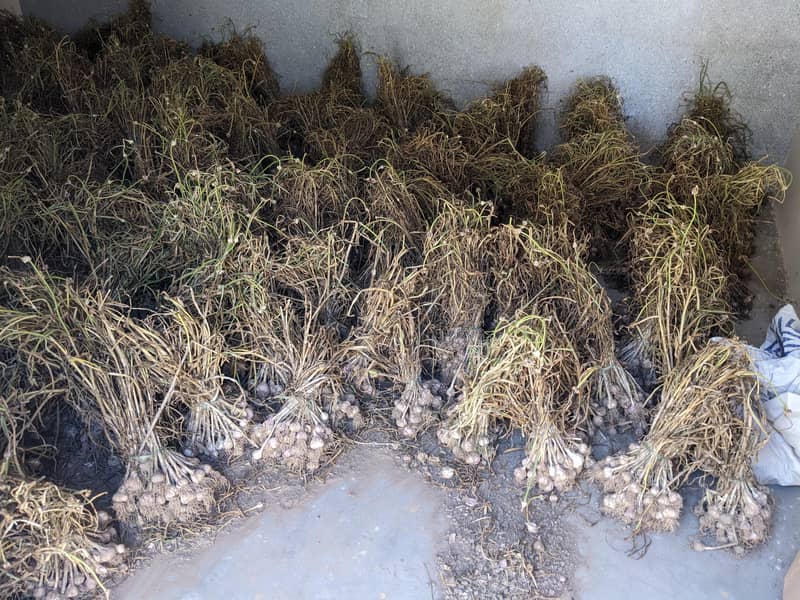 GARLIC 1
