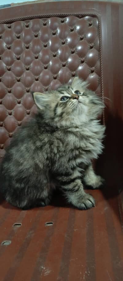 WHITE PERSIAN KITTENS
