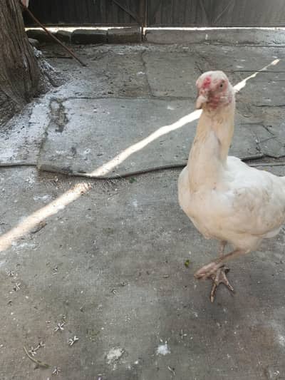 Heera aseel hen ready to breed