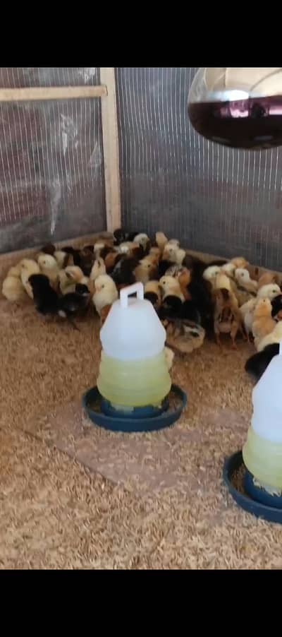 Golden Misri Chicks | Desi Chicks | Golden Misri Chuza