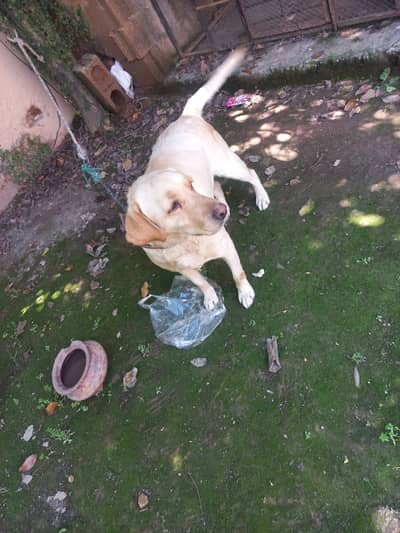 I want exchange my Labra dog with rotwiller or german shepard