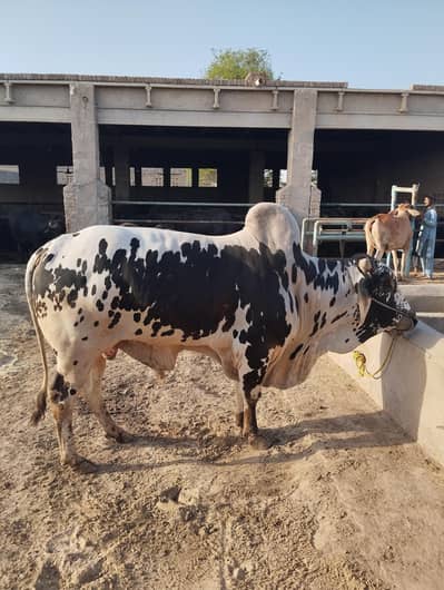 Qurbani Bull (Bachra) for sale