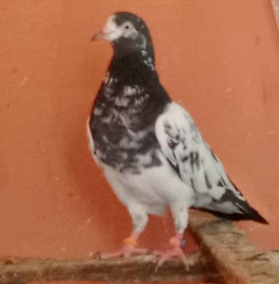 pure Teddy Dub Wale Sialkoti Golden faroozpuri pair