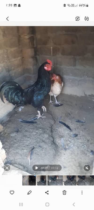 pair hai murghi ande de rahi hai 03145315515