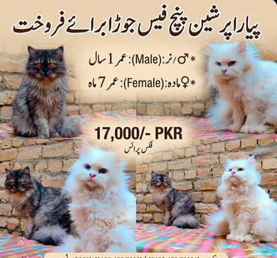 Pair Punch Face And Semi Punch Male Smoking white grey and Female