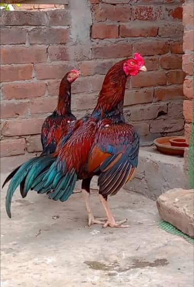 Beautiful Heighted Male