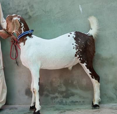 Qurbani 2k26 Bakra for sale