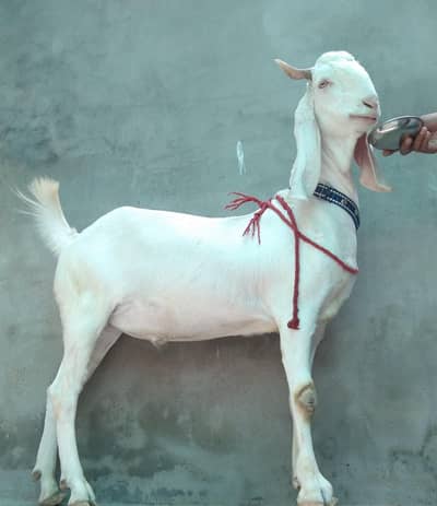 Gulabi Bakra for sale