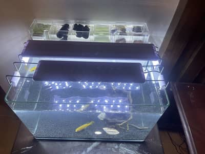 Aquarium complete setup/ready to use