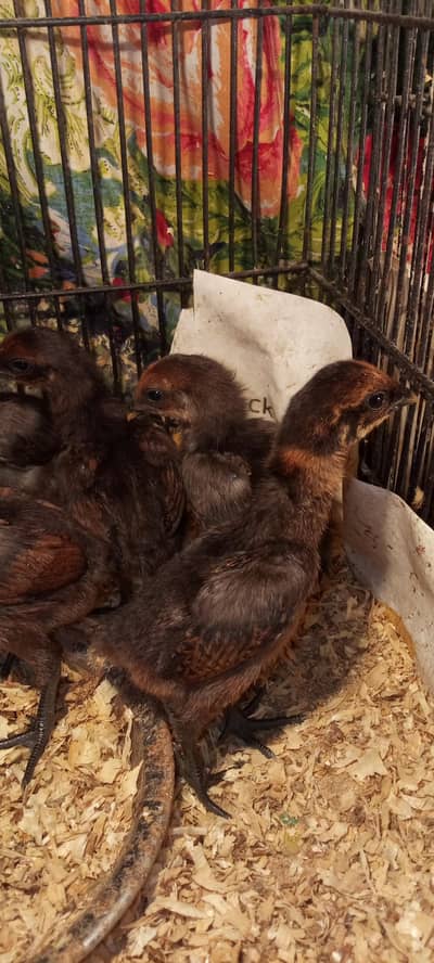 Quality Dragon 7 chicks available