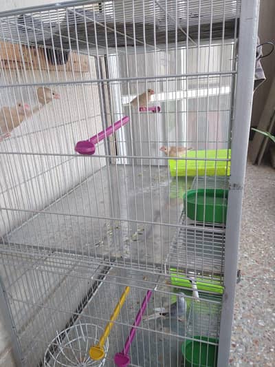 Heavy Cage Forsale