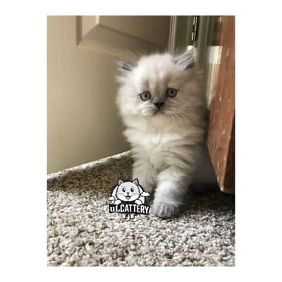 Persian British punch face piki face kitten cat available