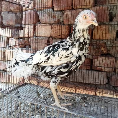 burmi pakoya chick's