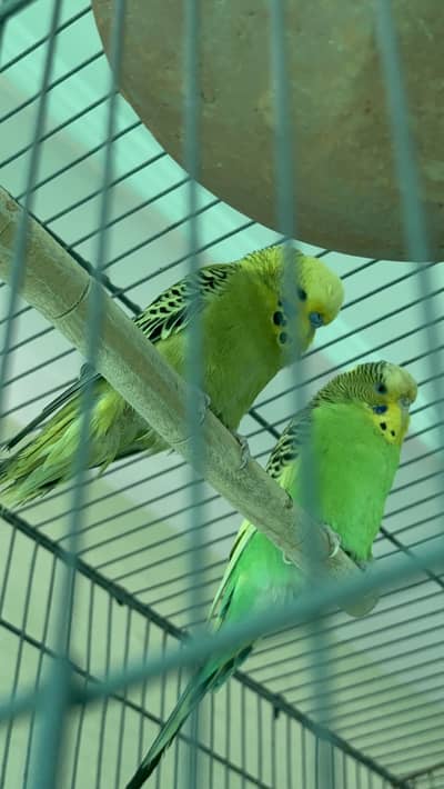 Budgie king size pairs both red and black eyes