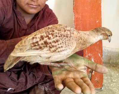 khubsurut irani + dhakni pair