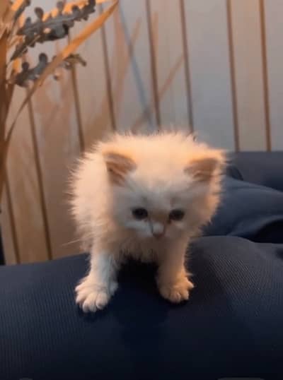 Female White Persian Kitten