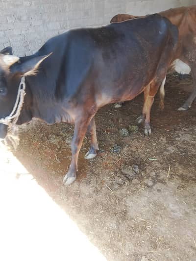 cow  for sale