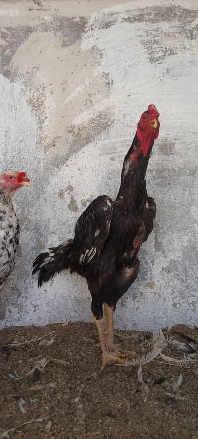 Healthy and active quality Shamo pair or ice blue dragon male