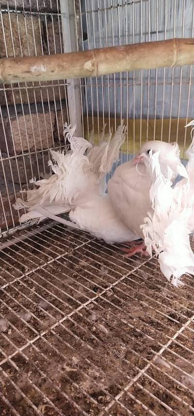 English fine tale  breeder pair