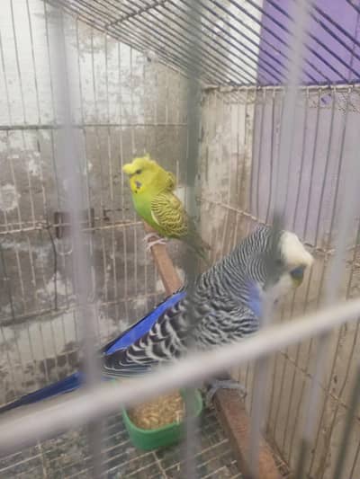 hogoromo FEMALE and cristed male pair