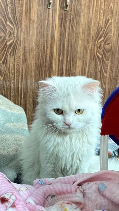 White Persian Female Cat Healthy and playful