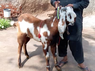 Bakra 03492523646