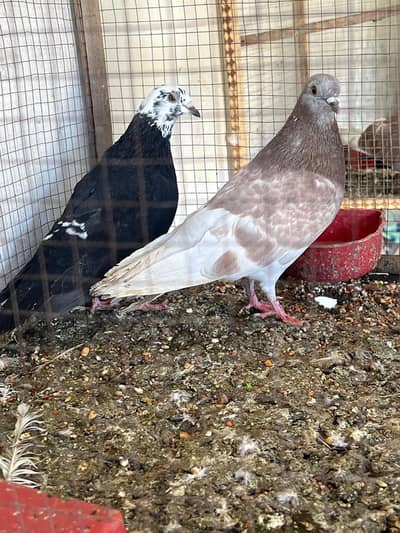 pigeons are for sale 2 male and 2 females