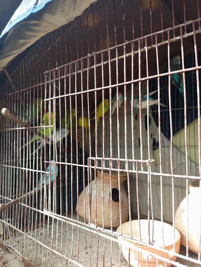 Heavy weight big size bird Gage with 10 birds available for sale in 9k