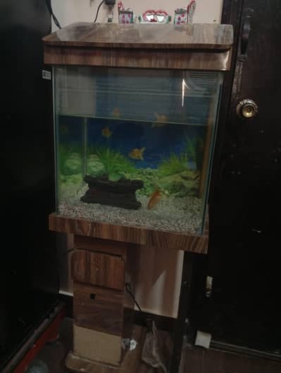 Gold fish and Aquarium