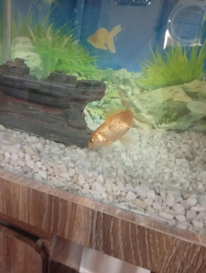 Gold fish and Aquarium — photo 2