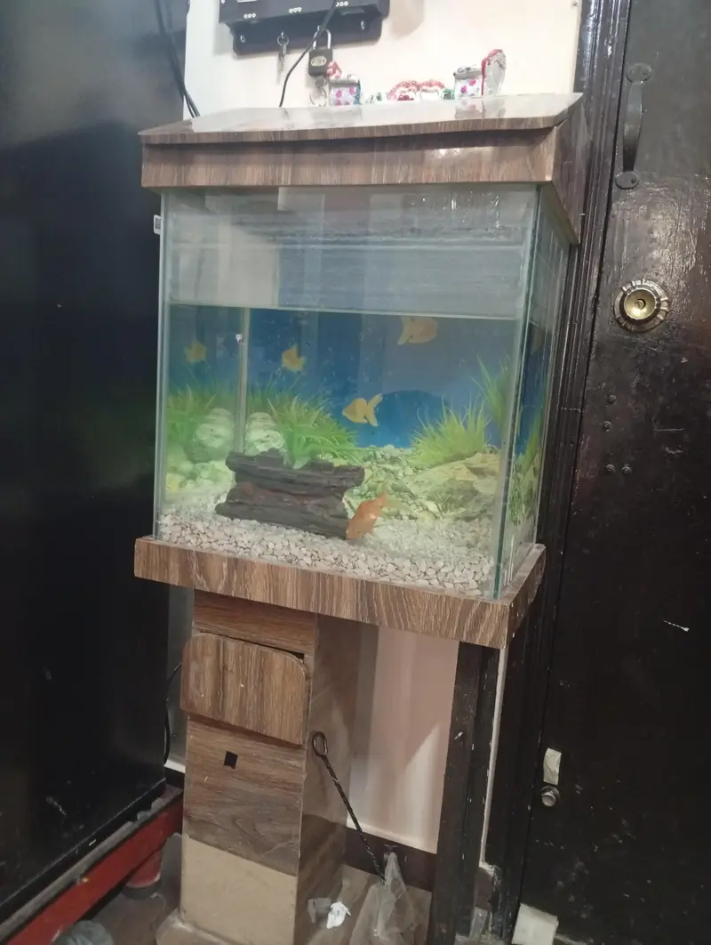 Gold fish and Aquarium — photo 3